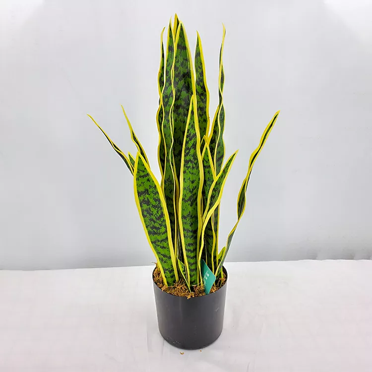Artificial Flower Manufacturer Evergreen Industry Artificial Desk Plant Sansevieria